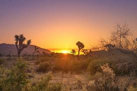 Joshua Tree National Park